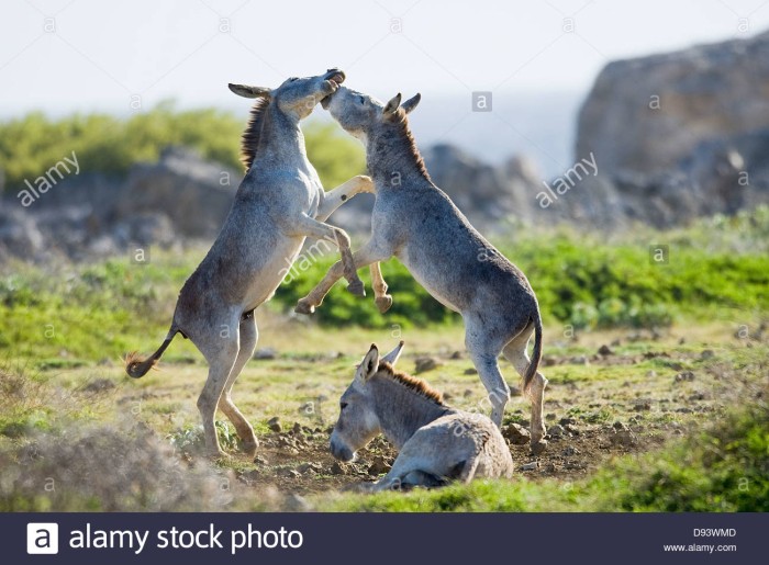 fighting-donkeys-D93WMD