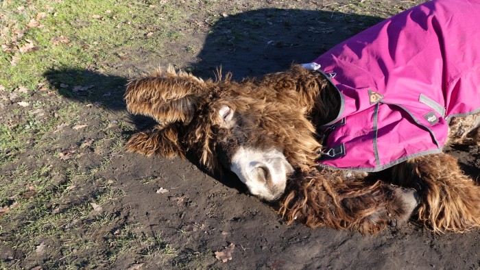 Uriël in het winterzonnetje (11)