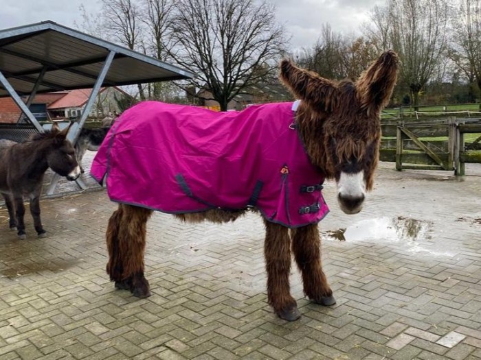 Uriël in fuchsia roze regendeken