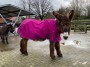 Uriël in fuchsia roze regendeken.jpg