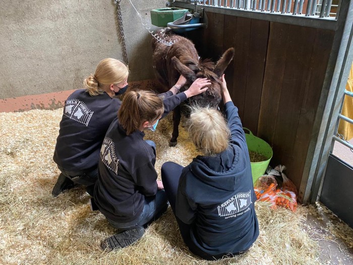 Lotte, Fleur en Jade, Dio