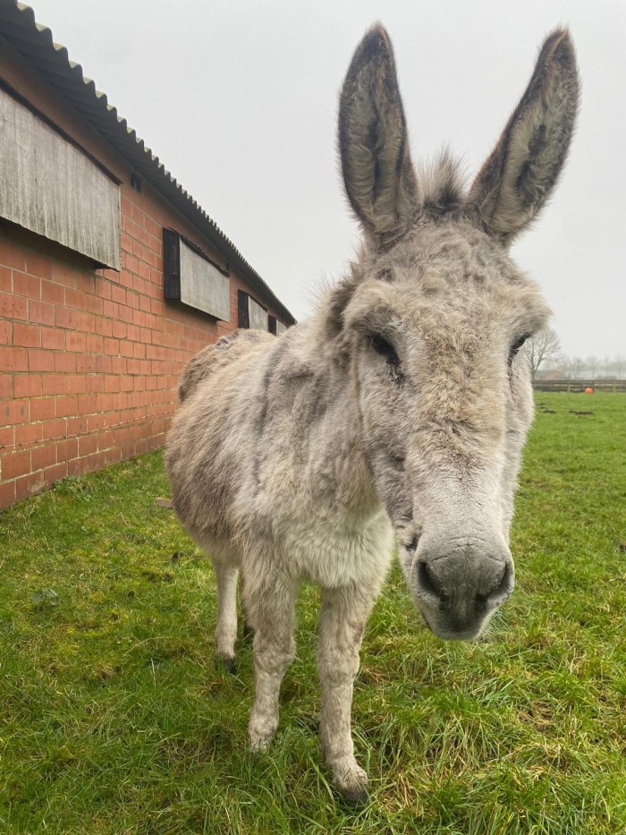 Donkey 2025 P