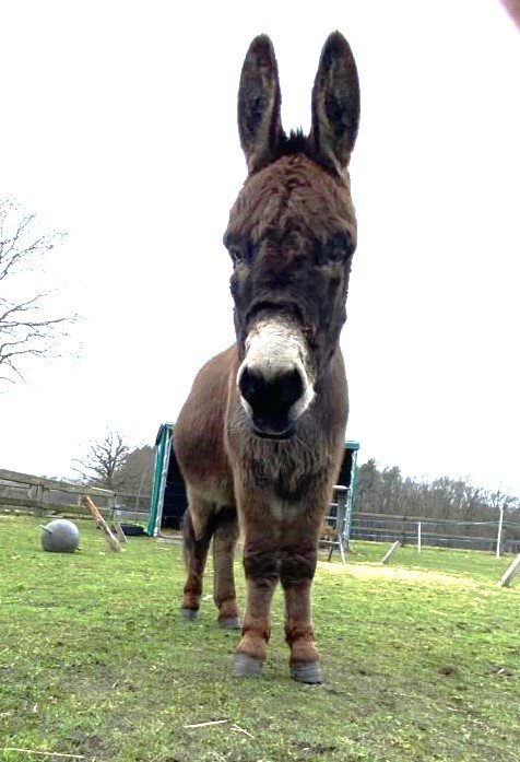 Jack P