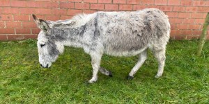 Donkey