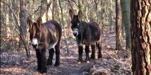 Poitou's